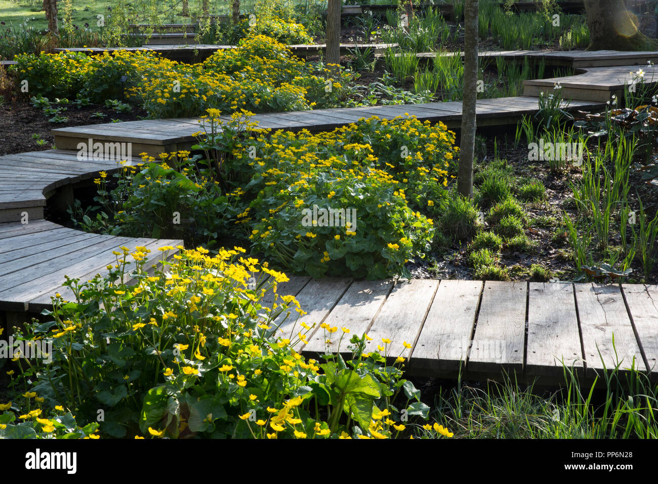 Plants with yellow blossoms growing around curved wooden boardwalk in a garden. Stock Photo