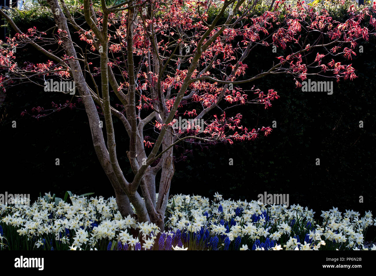Close up of tree with red foliage in a bed of white narcissus and and blue grape hyacinths. Stock Photo