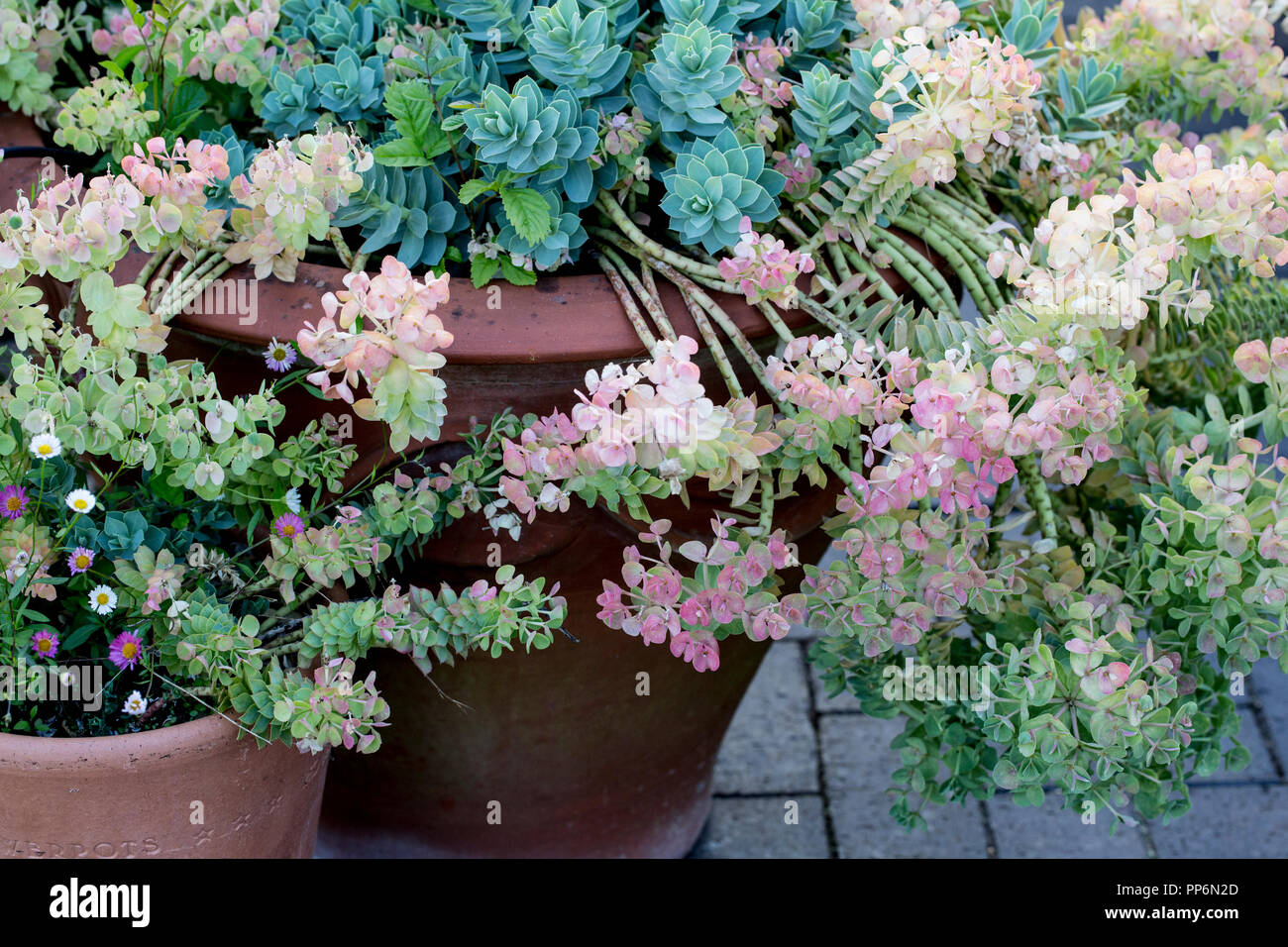 Close up of succulents with pale pink and green blossoms growing in terracotta pots. Stock Photo