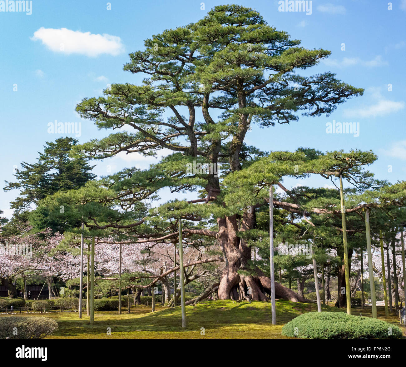 Magnificent pine tree with wooden limb supports, Kanazawa, Japan ...