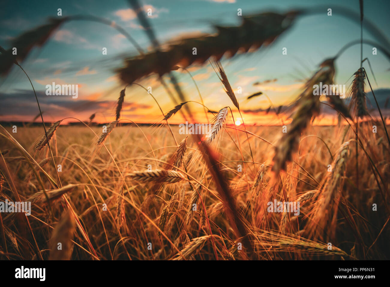 Wheat Field. Yellow Barley Field In Summer Season. Agricultural Harvest Season. Colorful Sky At Sunset Sunrise. Stock Photo