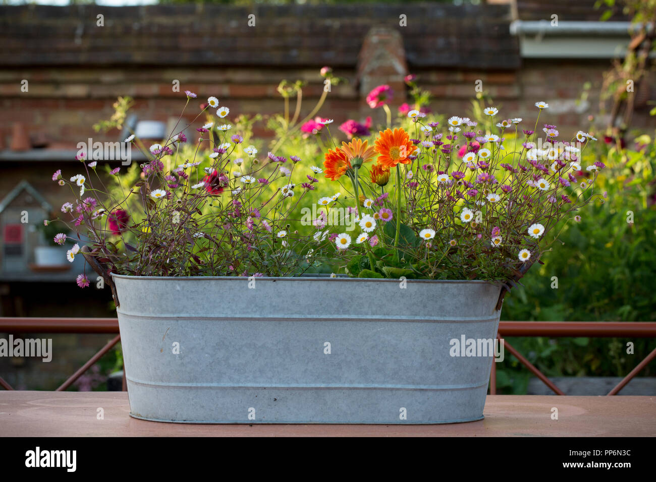 Selection of wild flowers and daisies planted in oval zinc container. Stock Photo