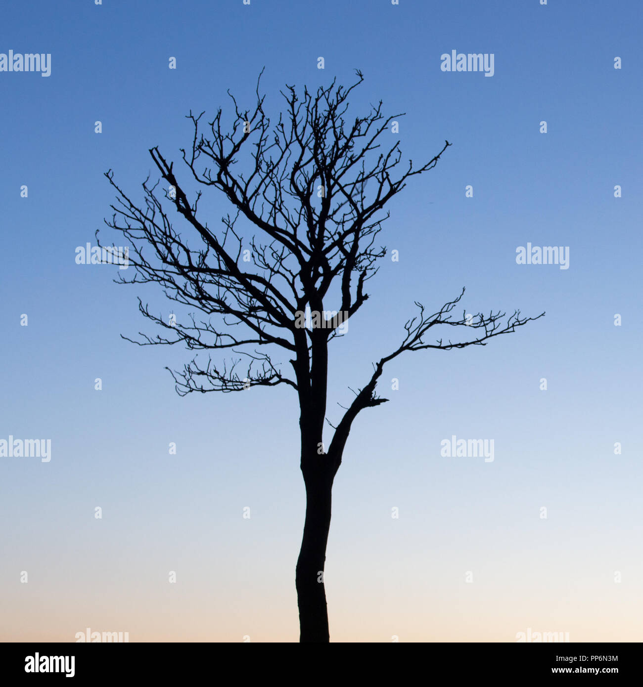 Lonely tree, Werneth Low, Manchester, UK Stock Photo