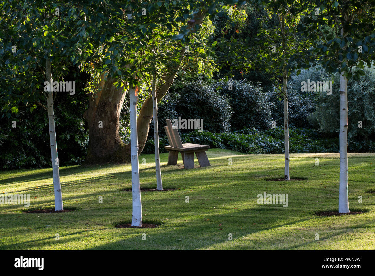 Shady lawned orchard area with young birch trees and wooden bench. Stock Photo