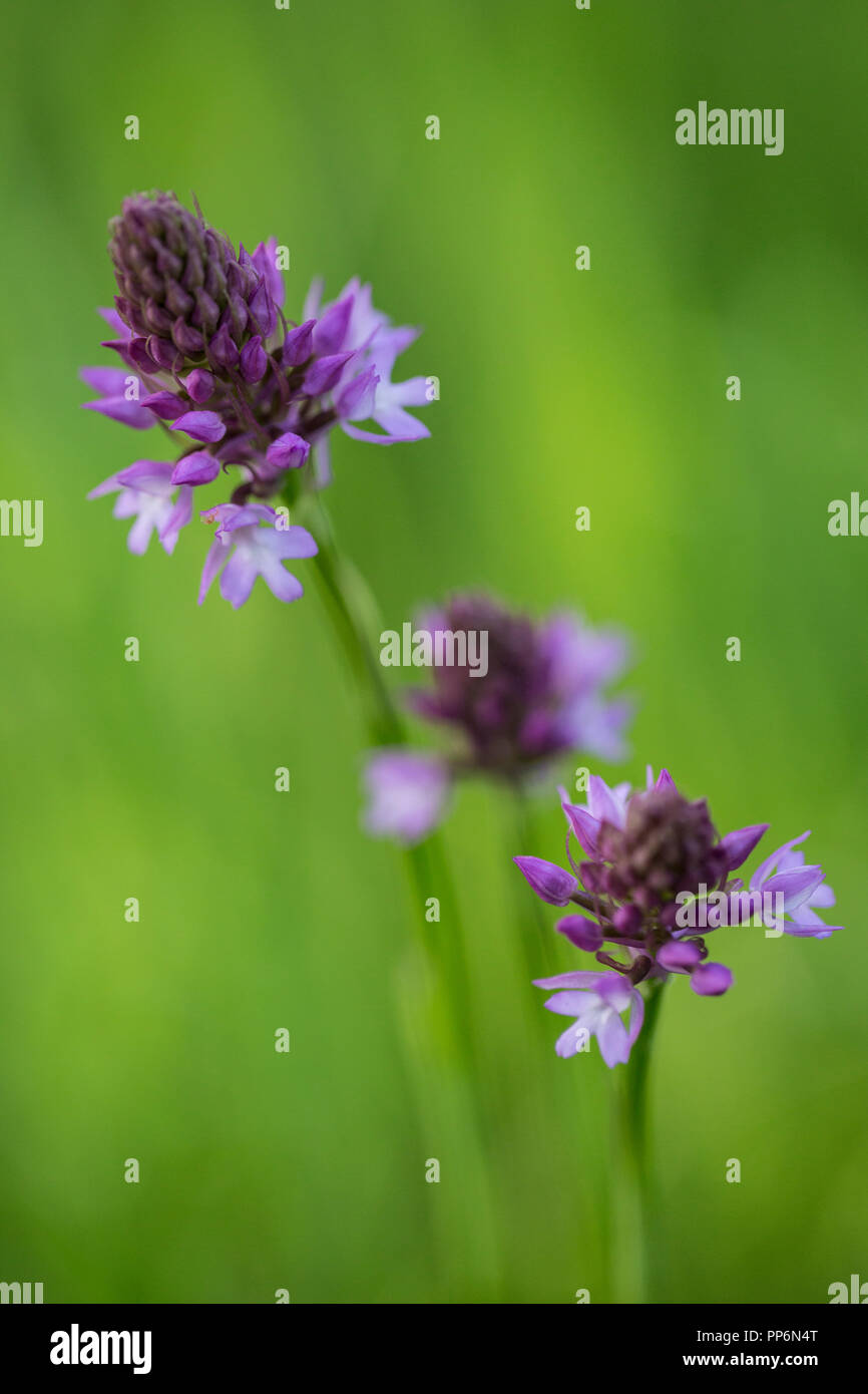 Close up of Allium flower with delicate purple blossoms. Stock Photo