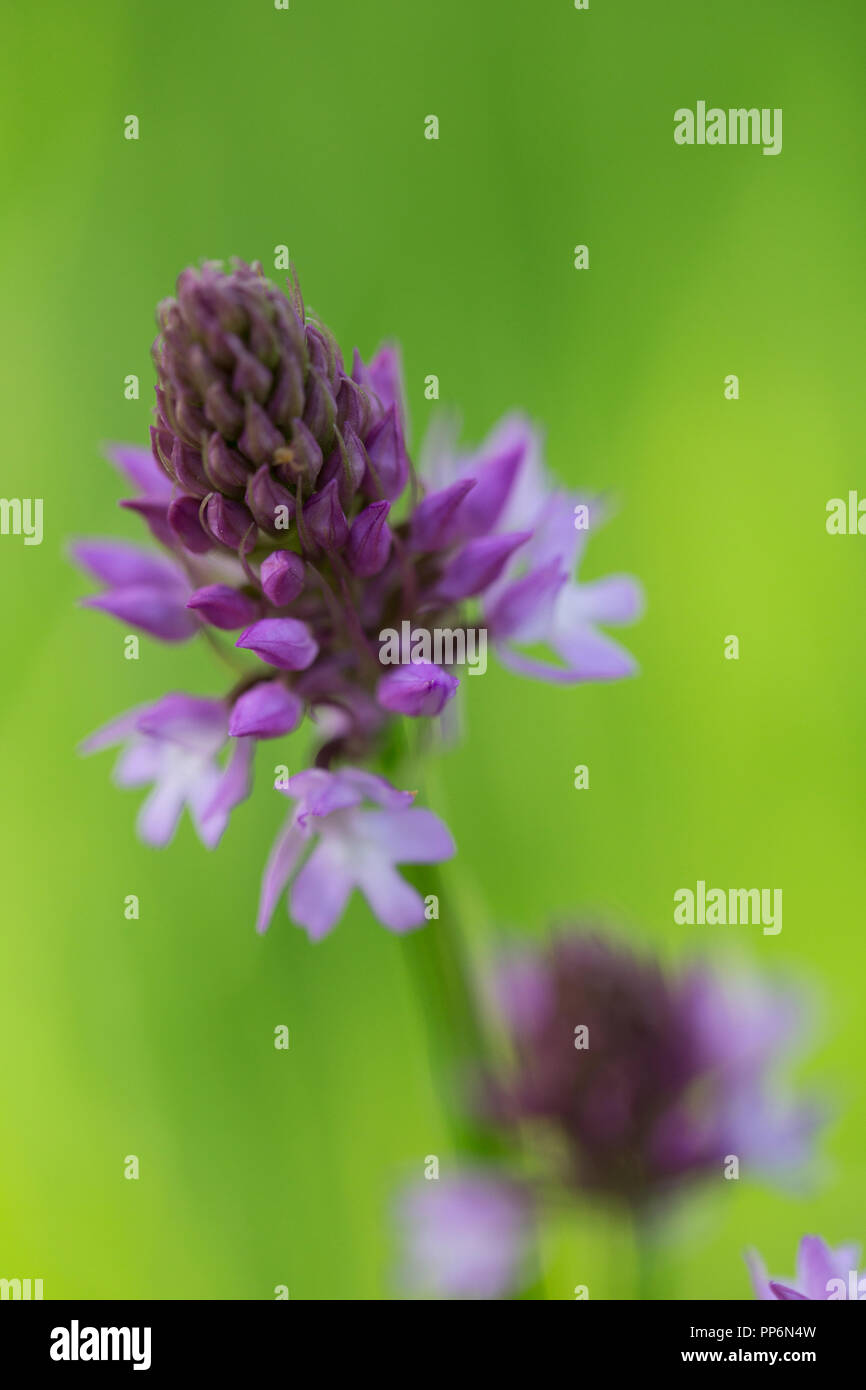 Close up of Allium flower with delicate purple blossoms. Stock Photo