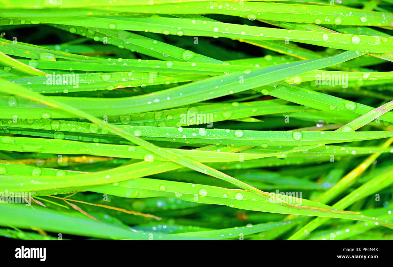 Wet dewy early morning long green grass Stock Photo