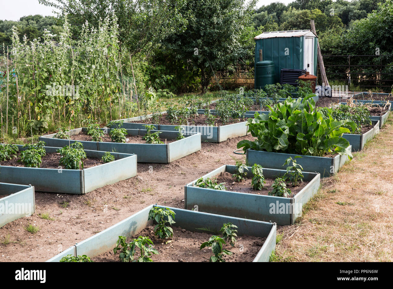 Vegetables growing in wooden plant beds in an allotment, small shed in the  background Stock Photo - Alamy, image size:1300x956
