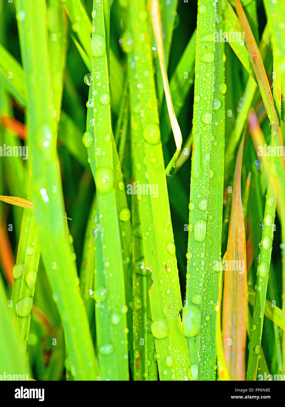 Wet dewy early morning long green vertical grass Stock Photo