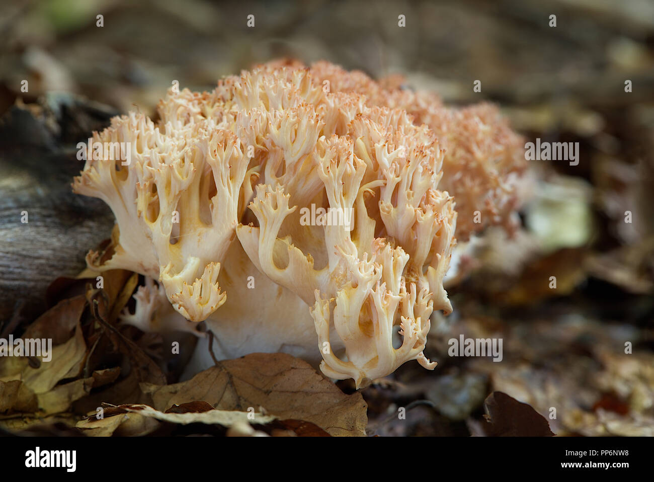 edible fungus grows in forests, Central Europe, ramaria botrytis Stock Photo