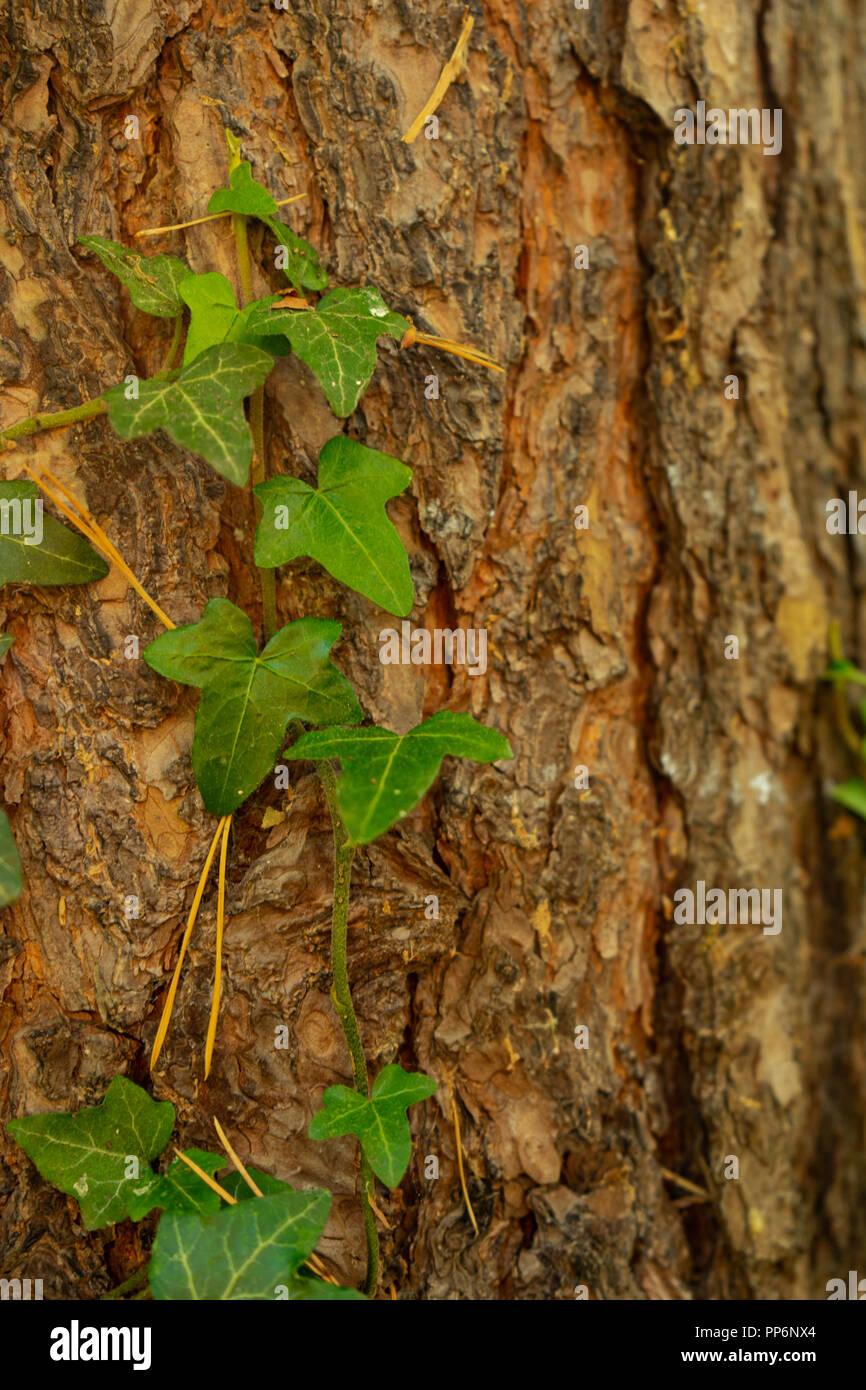 Green ivy growing on tree trunk with copy space Stock Photo