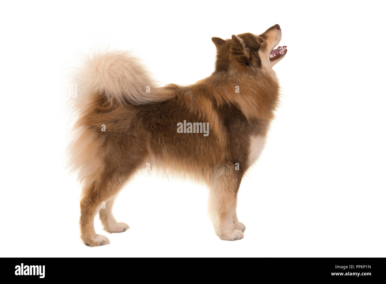 Standing finnish lapphund looking away and up isolated on a white ...