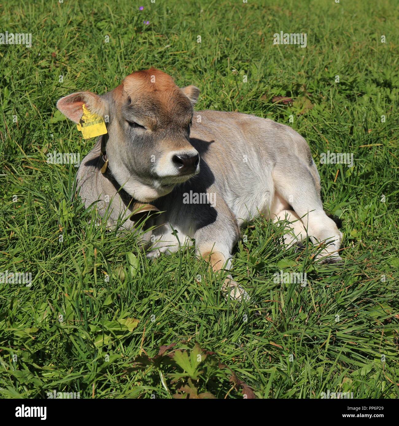 Raetisches Grauvieh calf sleeping on a green meadow Stock Photo Alamy