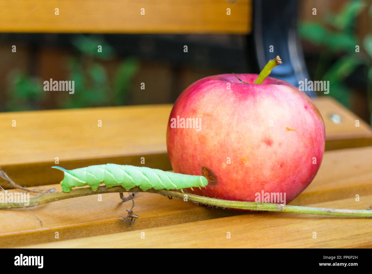 Caterpillar apple hires stock photography and images Alamy
