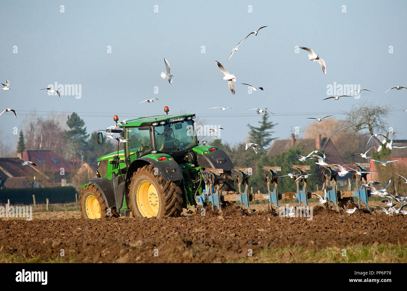 Farming: plowing. Tractor in a field followed by flying birds Stock Photo
