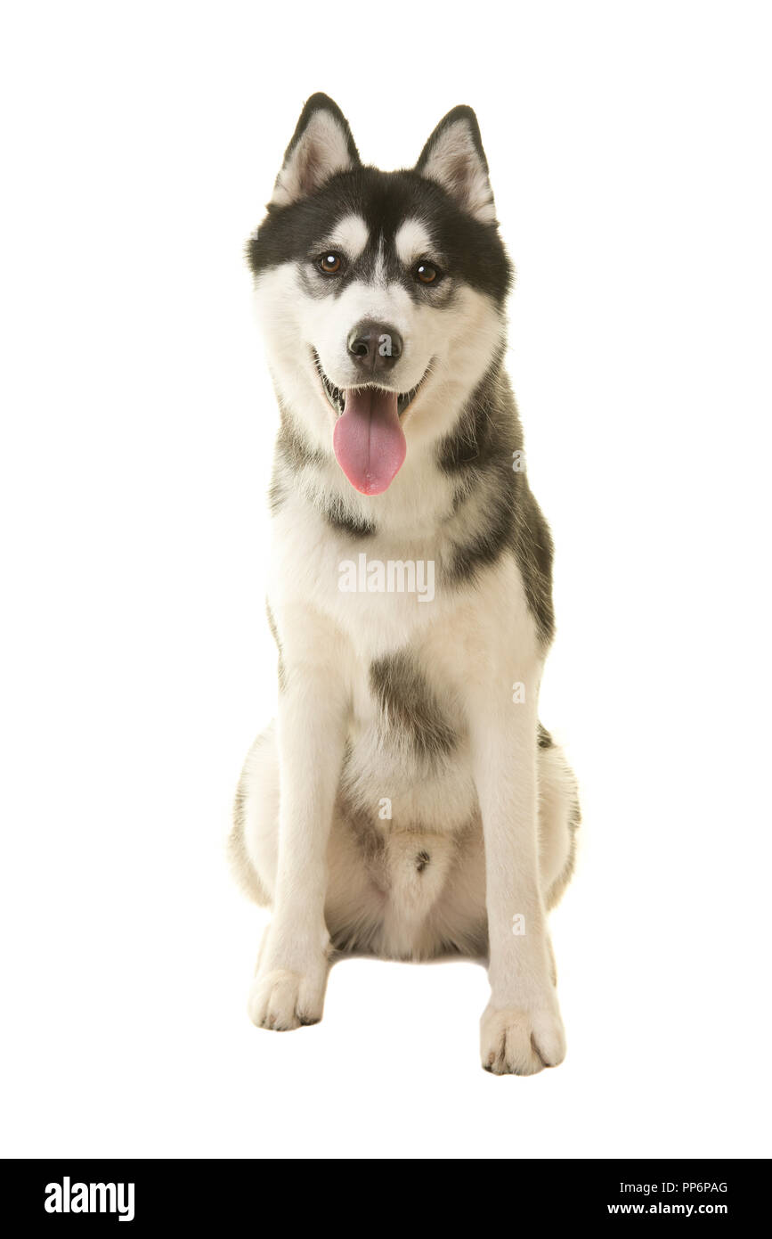 Siberian husky dog sitting looking at camera with mouth open isolated ...