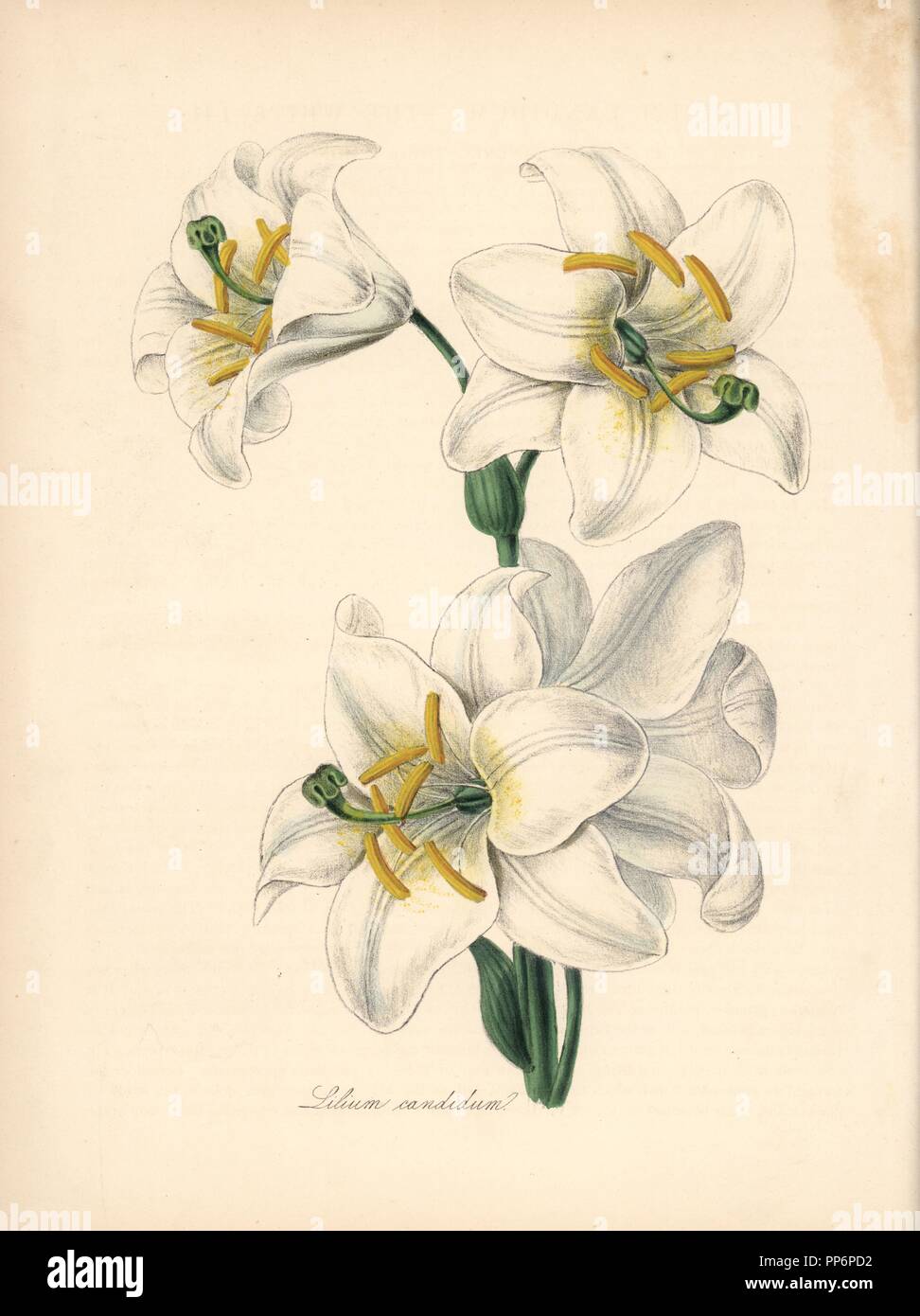 Madonna lily, Lilium candidum. Handcoloured zincograph by C. Chabot drawn by Miss M. A. Burnett from her 'Plantae Utiliores: or Illustrations of Useful Plants,' Whittaker, London, 1842. Miss Burnett drew the botanical illustrations, but the text was chiefly by her late brother, British botanist Gilbert Thomas Burnett (1800-1835). Stock Photo