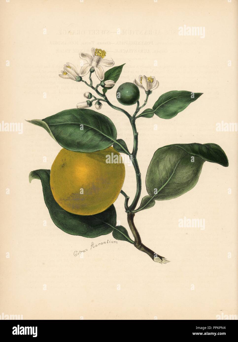 Sweet orange, Citrus aurantium. Handcoloured zincograph by Chabots drawn by Miss M. A. Burnett from her 'Plantae Utiliores: or Illustrations of Useful Plants,' Whittaker, London, 1842. Miss Burnett drew the botanical illustrations, but the text was chiefly by her late brother, British botanist Gilbert Thomas Burnett (1800-1835). Stock Photo