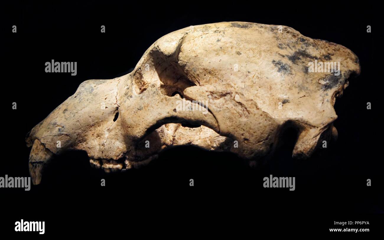 PIECES OF THE EXHIBITION 'ART WITHOUT ARTISTS': SKULL OF URSUS SPELAEUS (BEAR OF THE CAVERNS), OF THE CAVE OF THE REGUILLE, PATONES (MADRID), 170000 YEARS. Stock Photo