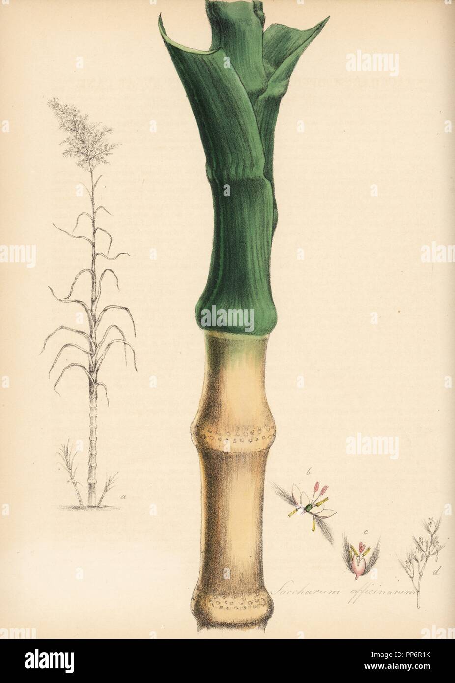 Sugarcane, Saccharum officinarum, with cane stem and leaf, and engraving of entire plant. Handcoloured zincograph by Chabots drawn by Miss M. A. Burnett from her 'Plantae Utiliores: or Illustrations of Useful Plants,' Whittaker, London, 1842. Miss Burnett drew the botanical illustrations, but the text was chiefly by her late brother, British botanist Gilbert Thomas Burnett (1800-1835). Stock Photo