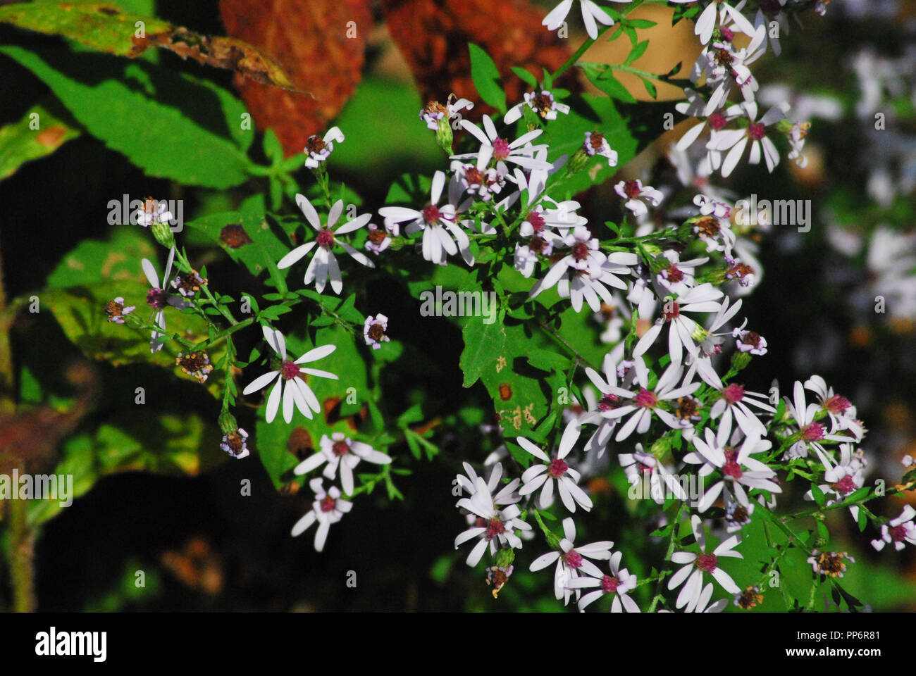 Beautiful white and red wildflowers among orange Autumn leaves in