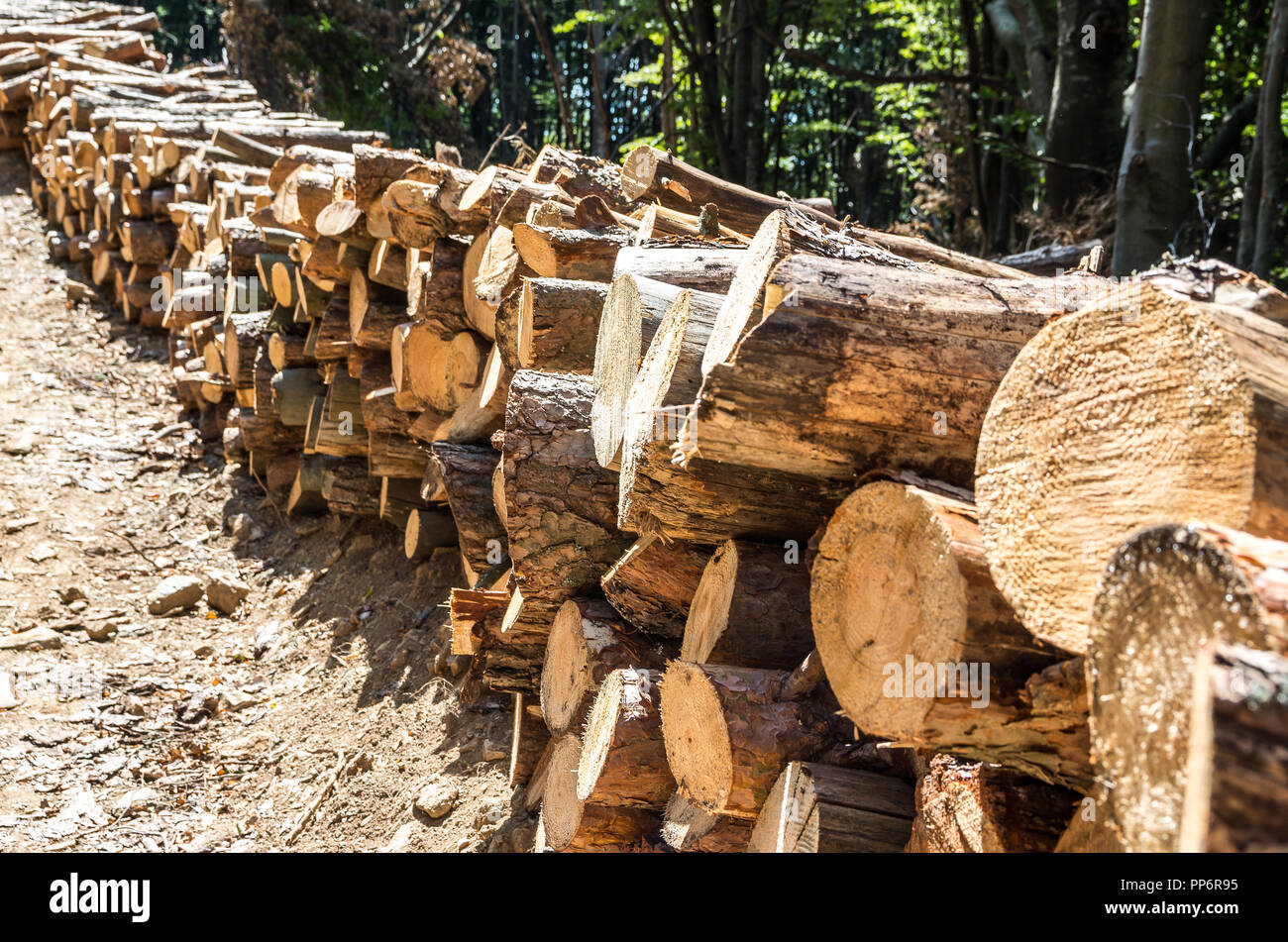 Forestry Industry. Removal of dead and sick trees. Stock Photo