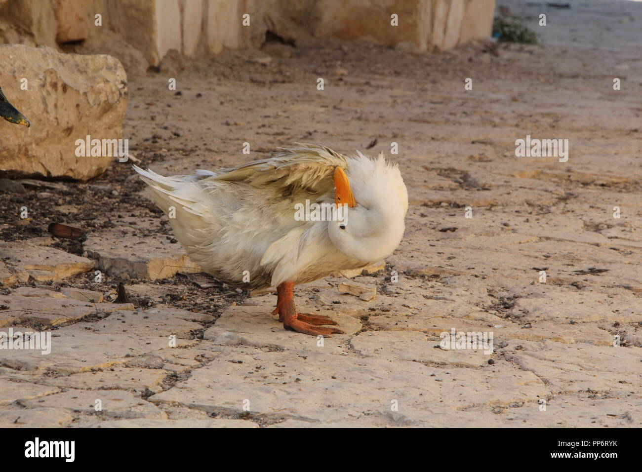 Scratching head duck, Dana reserve, Jordan Stock Photo
