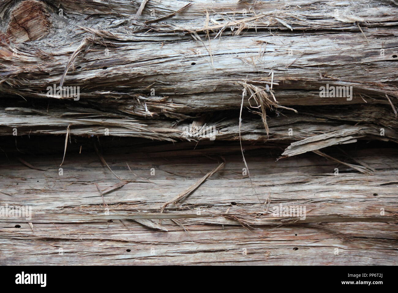 Rotting timber log with wood fibers hanging from the side, raw material. Stock Photo