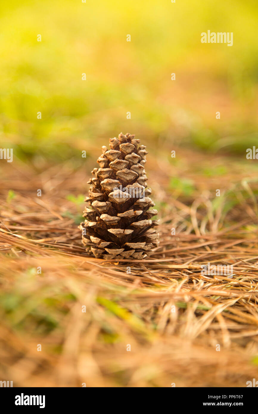 Pine cone close up hi-res stock photography and images - Alamy