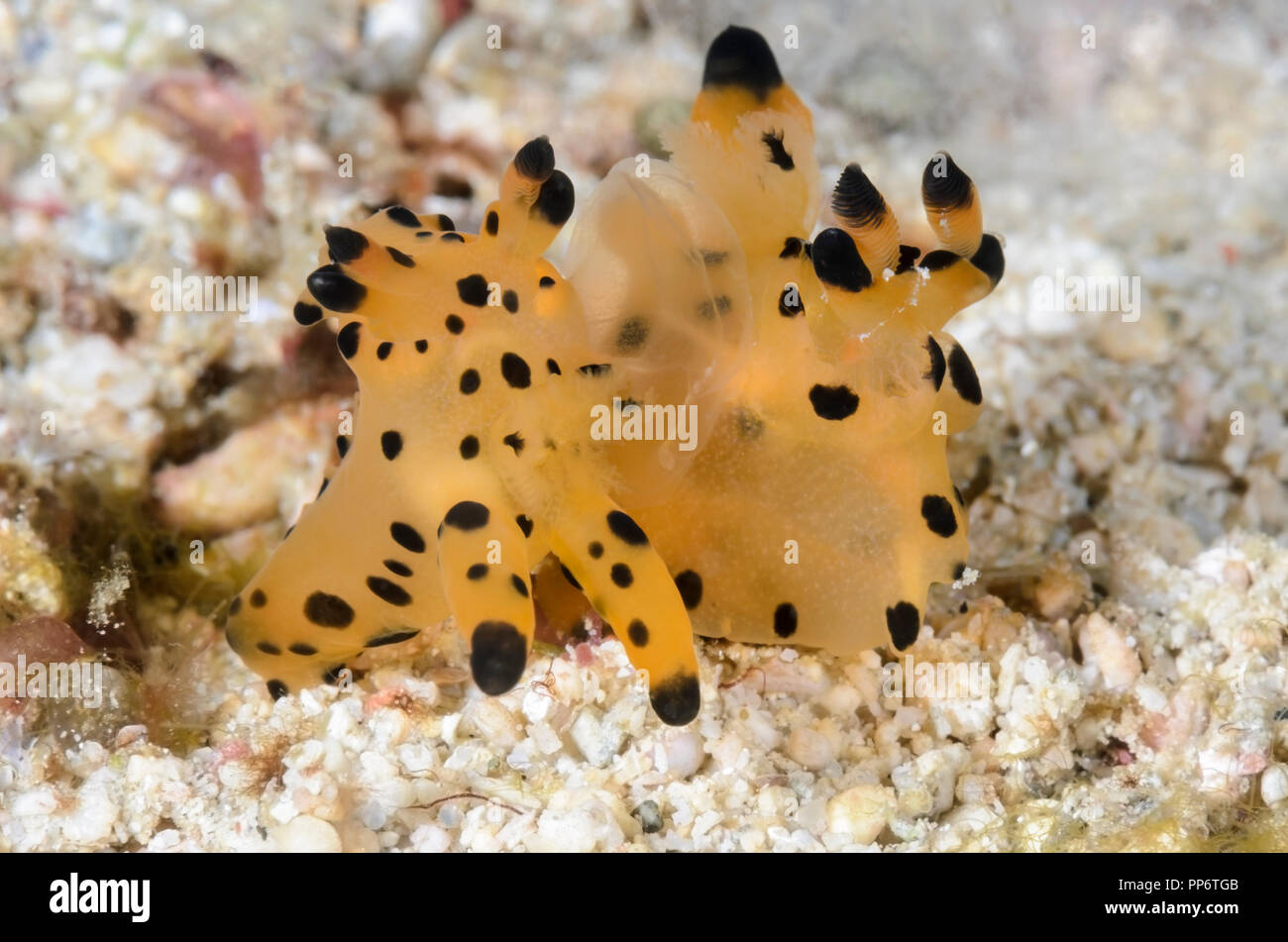 mating nudibranchs, Thecacera sp., Puerto Galera, Oriental Mindoro, Philippines, Pacific Stock Photo