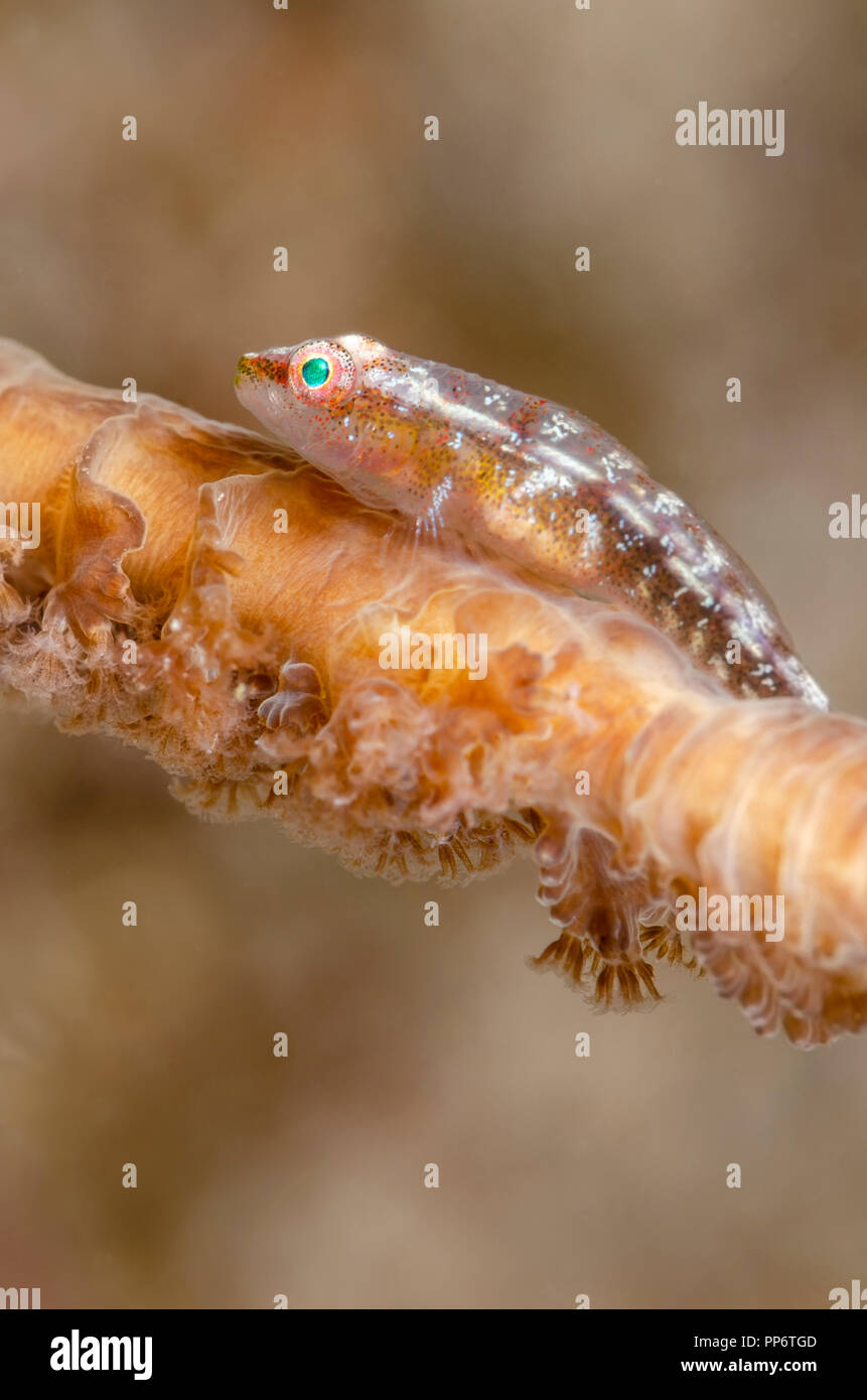 Wire coral goby, Bryaninops yongei, Puerto Galera, Oriental Mindoro, Philippines, Pacific Stock Photo