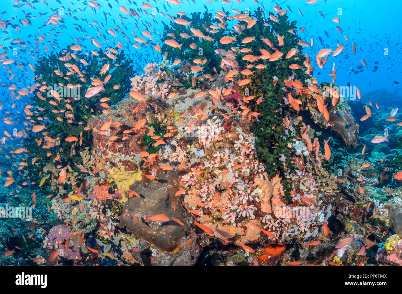 Scalefin anthias, Pseudanthias squamipinnis, Verde Island, Batangas ...