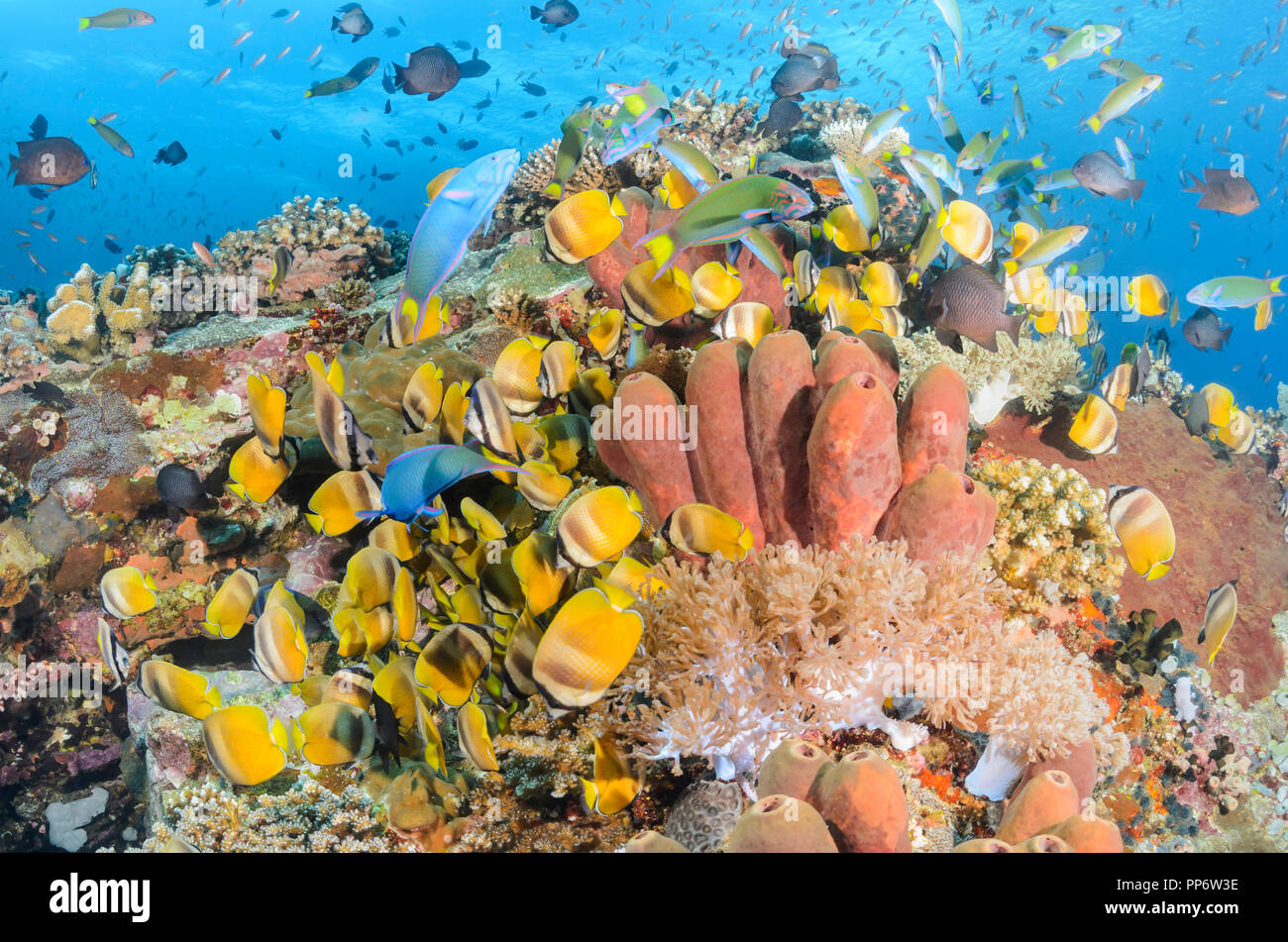 Feeding reef fish, including Blacklip butterflyfish, Chaetodon kleinii,  and Crescent wrasse, Thalassoma lunare, Verde Island, Batangas, Philippines,  Stock Photo