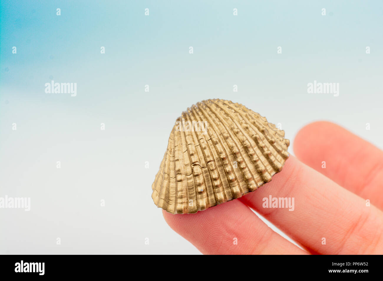 Little gold colored seashell in hand on white background Stock Photo ...