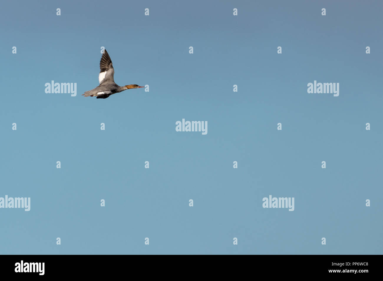 Flying female Goosander duck, Mergus Merganser, against blue skies Stock Photo