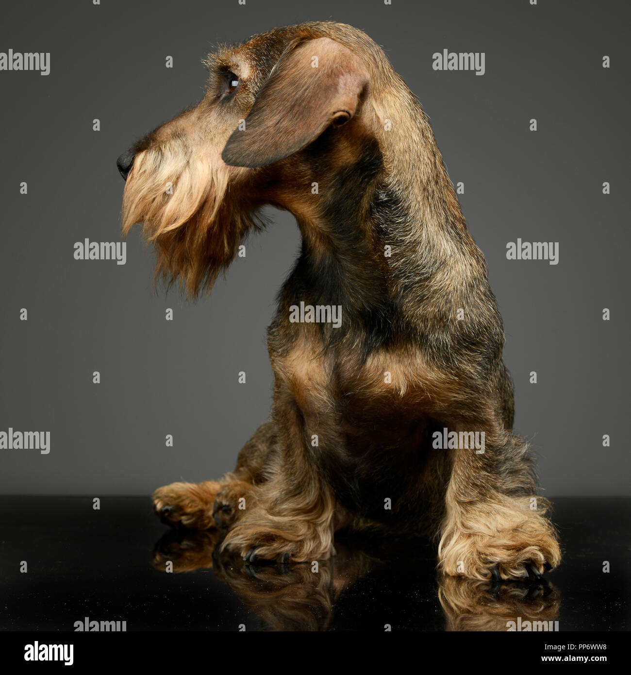 Dachshund Dog Looking Left High Resolution Stock Photography And Images Alamy