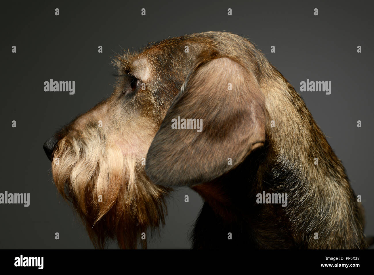 Dachshund Dog Looking Left High Resolution Stock Photography And Images Alamy
