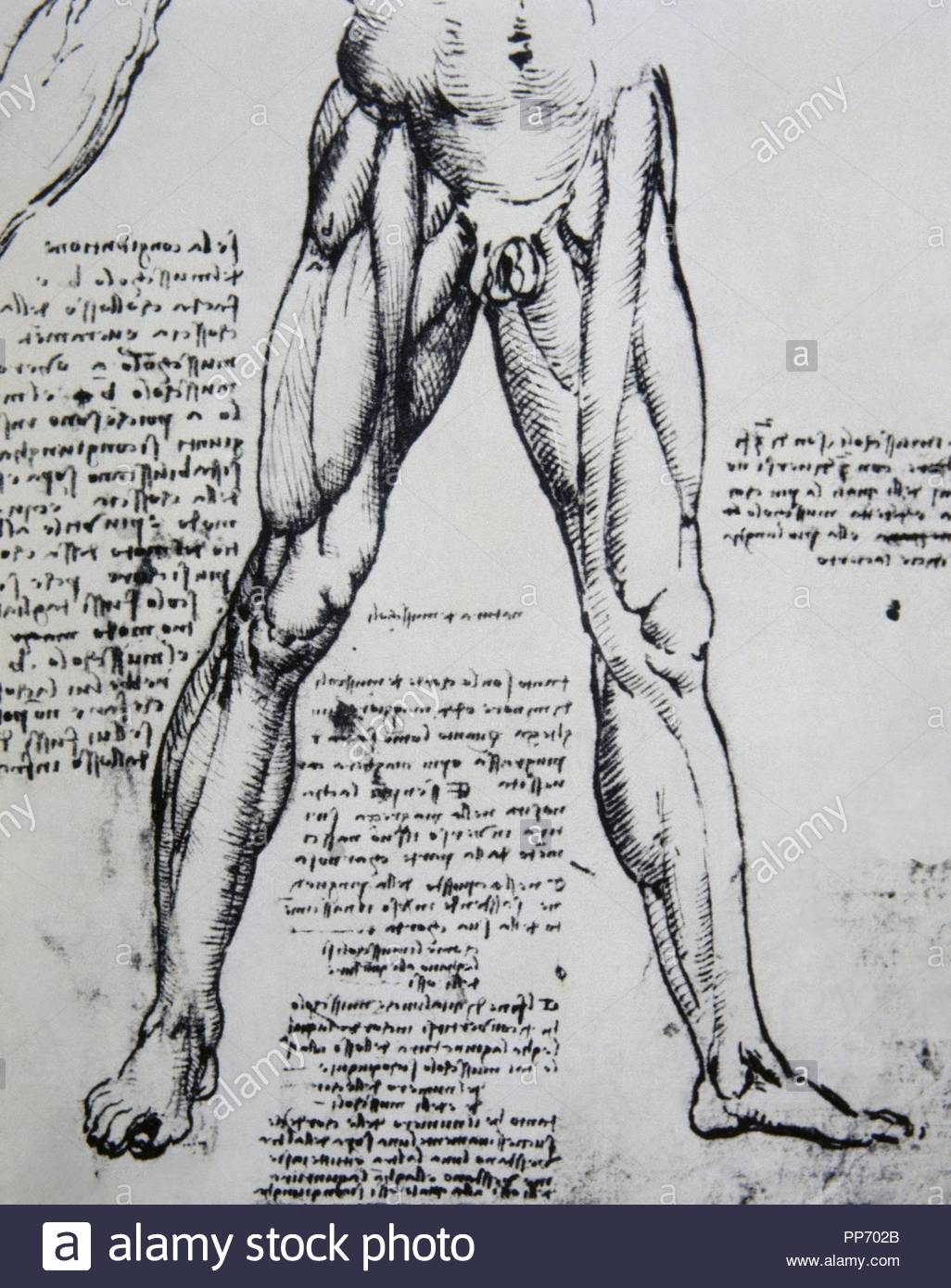 Leonardo da Vinci (1452-1519). Italian polymanth. Genius. Renaissance. Drawing on anatomy by Leonardo da Vinci (1452-1519) The Muscles of the legs.