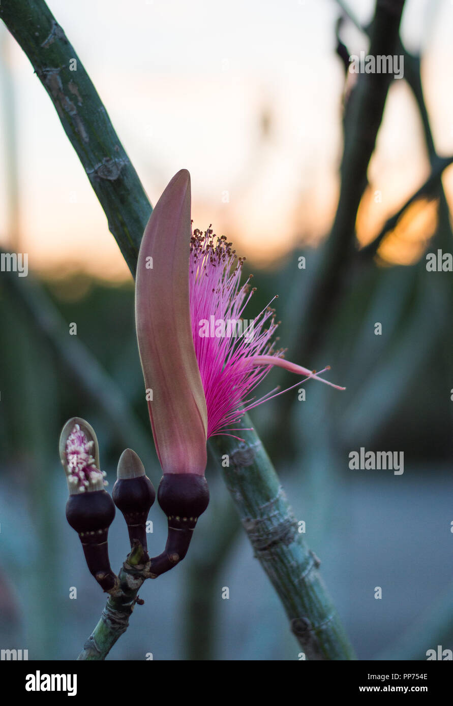 Pseudobombax ellipticum, Pink Shaving Bush tree from Yucatan, Mexico Stock Photo