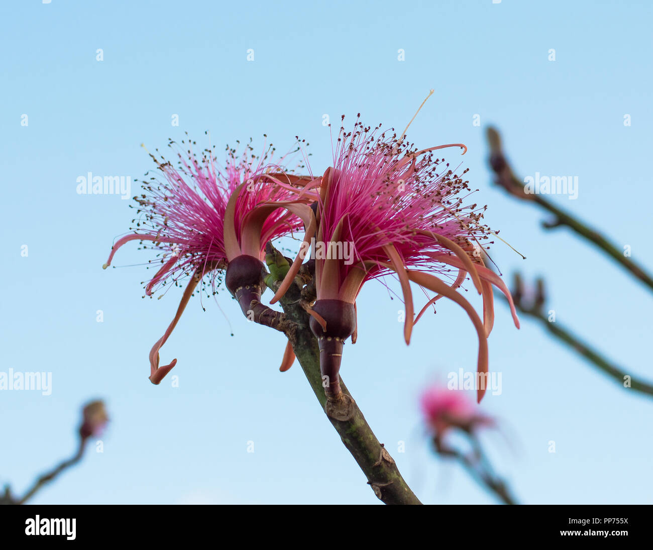 Pseudobombax ellipticum, Pink Shaving Bush tree  from Yucatan, Mexico Stock Photo