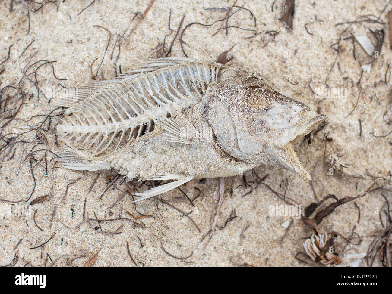 Fish skeleton on a Yucatan beach. Stock Photo