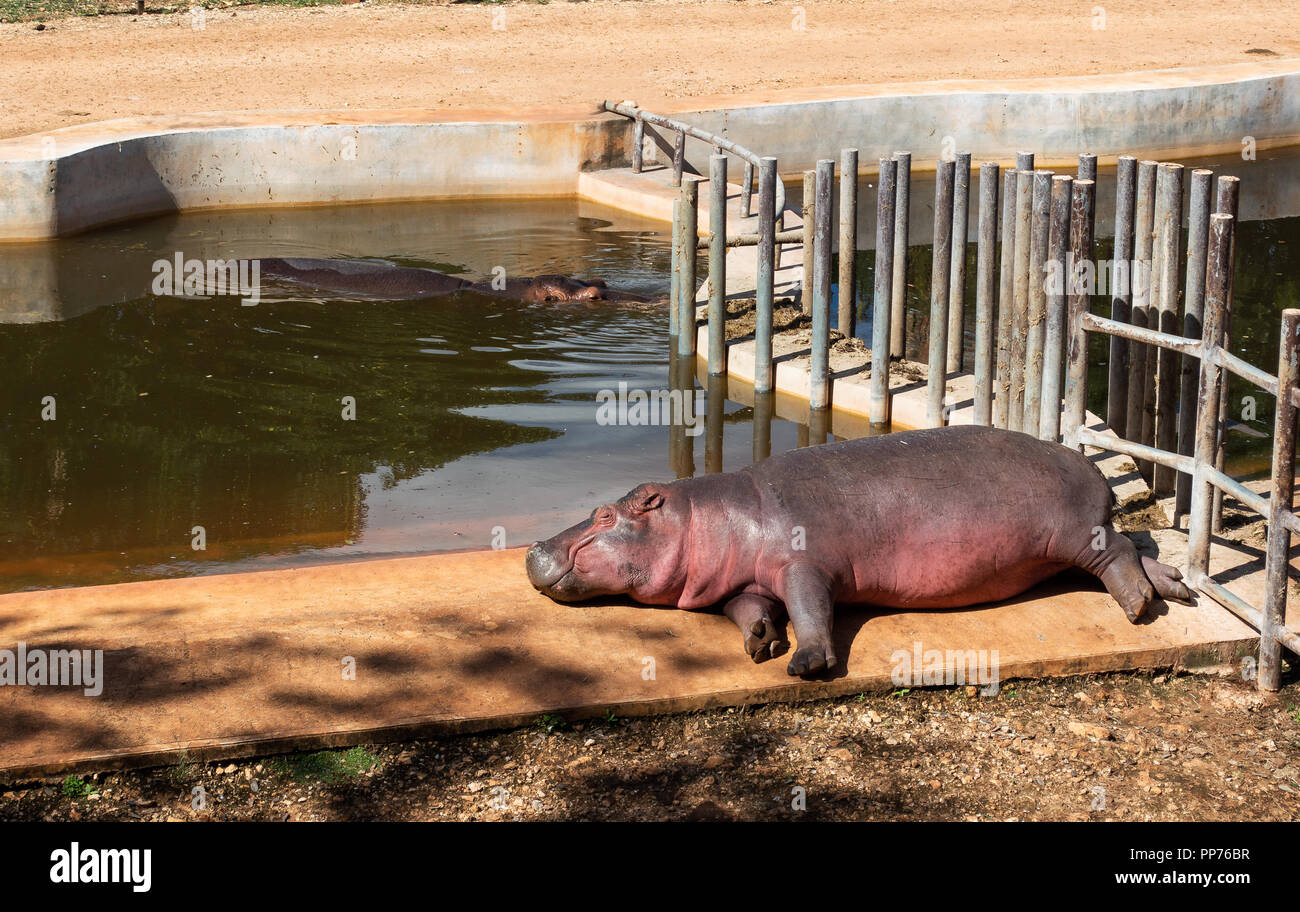 2 Hippopotamus sunbathing at the Merida, Yucatan zoo Animaya. Stock Photo