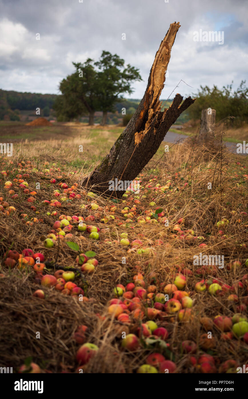 Broken apple tree hires stock photography and images Alamy
