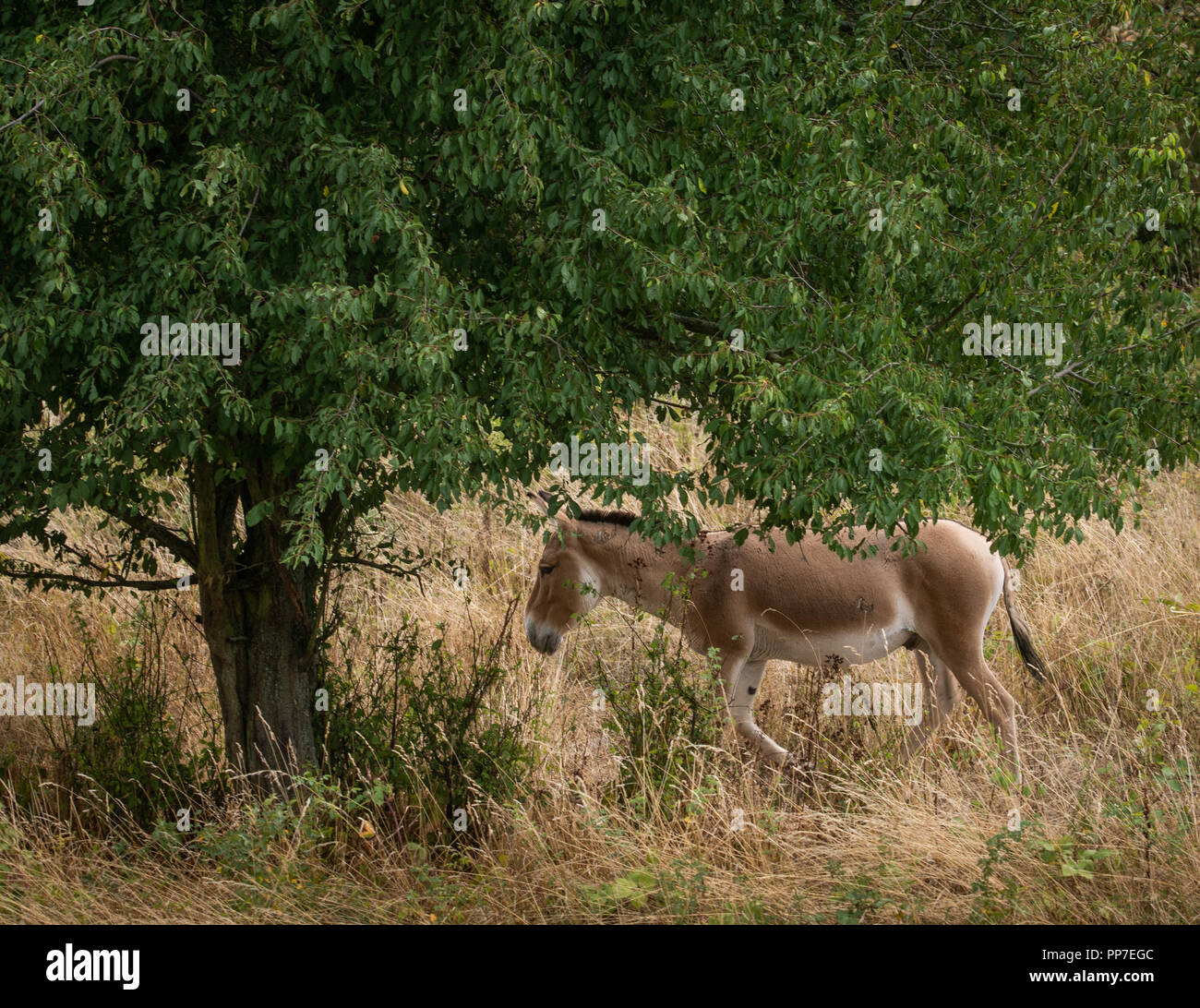 Floersheim, Hessen. 22nd Sep, 2018. A kulan roams the Weilbach gravel pits. Culans are Asian wild donkeys threatened with extinction. There are three half wild stallions living in the nature reserve, but they are becoming a problem due to their increasingly aggressive behaviour. A decision on the future of the culans in the Weilbach gravel pits is to be taken shortly. Credit: Frank Rumpenhorst/dpa/Alamy Live News Stock Photo
