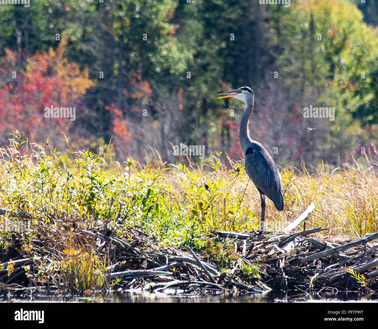 A great blue heron, Ardea herodias, standing on a beaver lodge on the edge of the Kunjamuk River in the Adirondack Mountains, NY USA in early autumn. Stock Photo