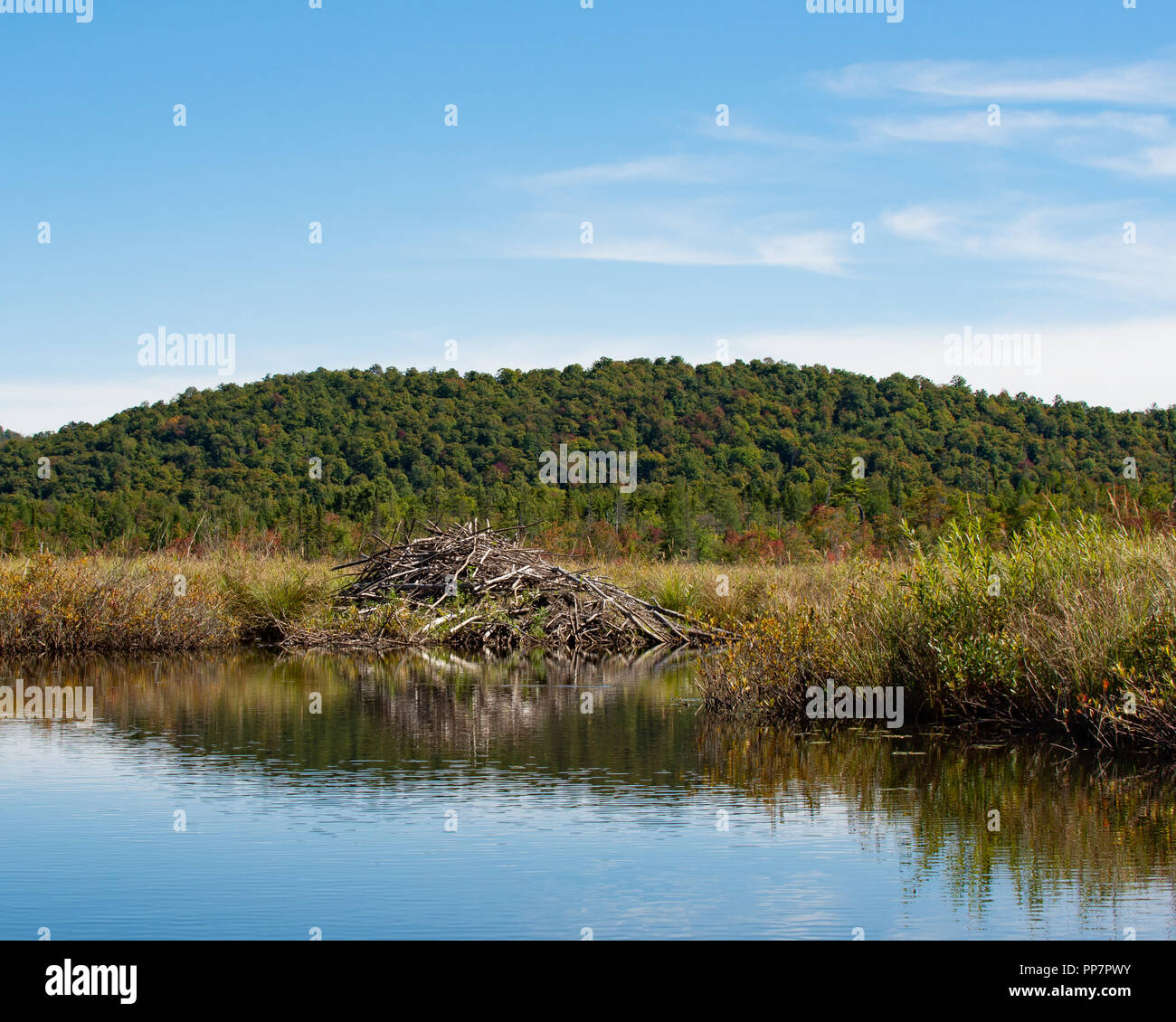 A beaver lodge on the banks of the Kunjamuk River in the Adirondack Mountains, NY USA in early autumn. Stock Photo