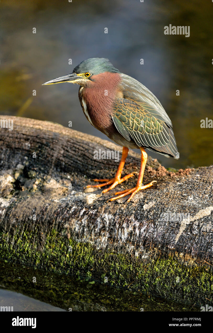 Green Heron Perched on a Branch in Green Cay wetlands Stock Photo