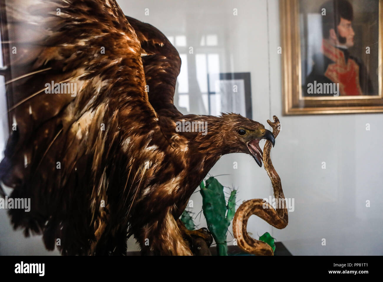 Serpiente águila hi-res stock photography and images - Alamy, image size:1300x956