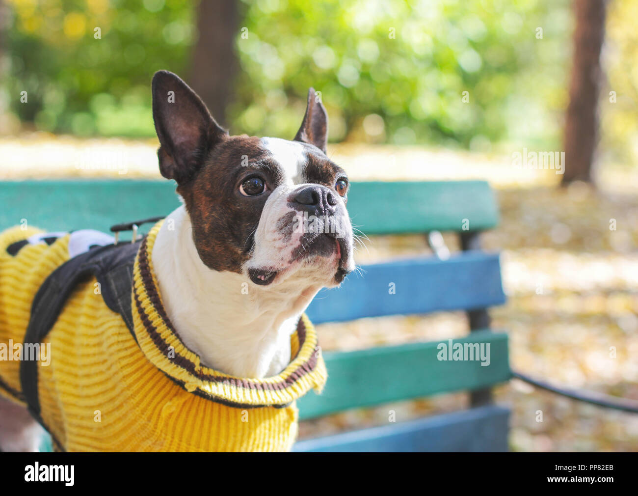 boston terrier dog sweater