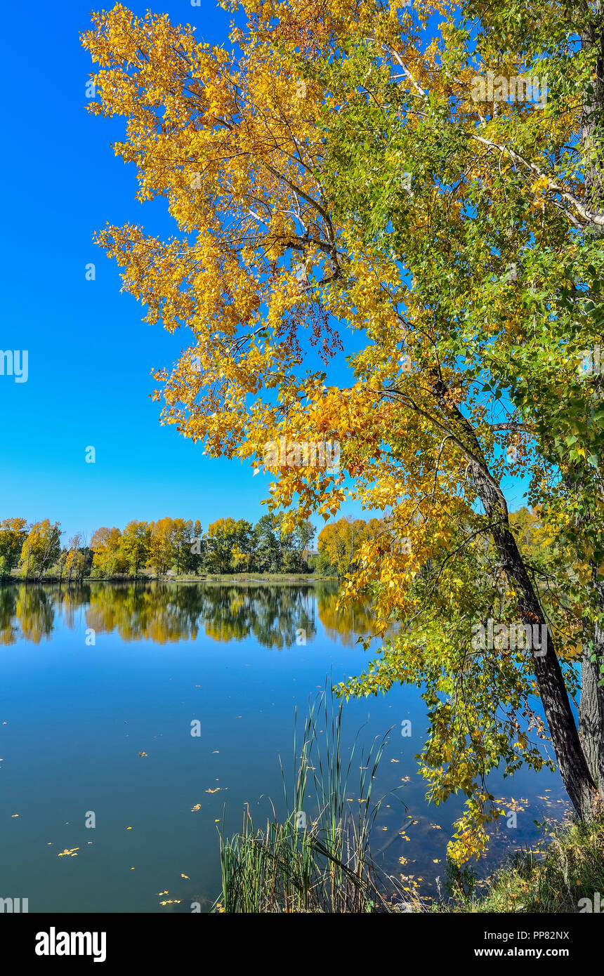 Golden foliage of fall tree near the lake reflected in blue water